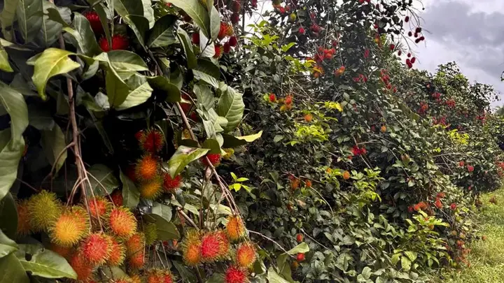Kerala farmers turn to rambutan as a profitable alternative to rubber