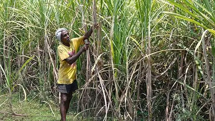 ISMA partners with ICAR’s sugarcane research centre to set up seed production centre
