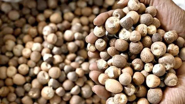 Campco records ₹47.35 cr net profit in 2025-26, recommends 14% dividend