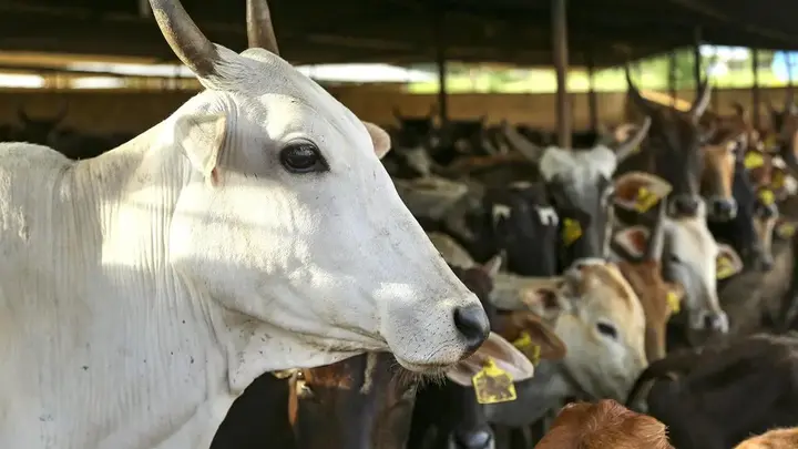 BL Agro to invest ₹1,500 crore in cattle genetics, reproductive technology