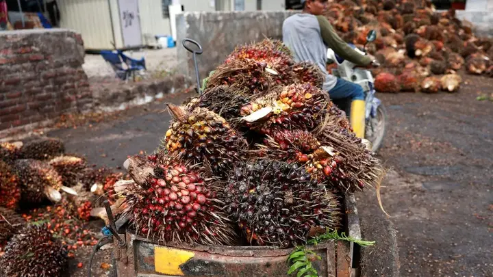 Palm slides over 2% on stockpile concerns, set for weekly loss