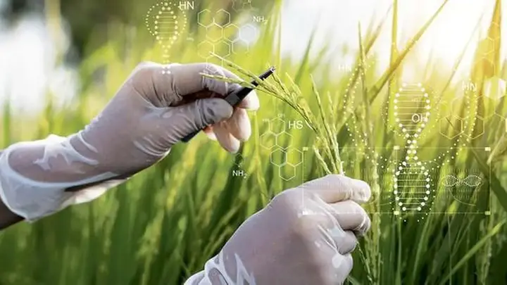 India’s rice industry looks beyond raw grain to tap next billion-dollar opportunities